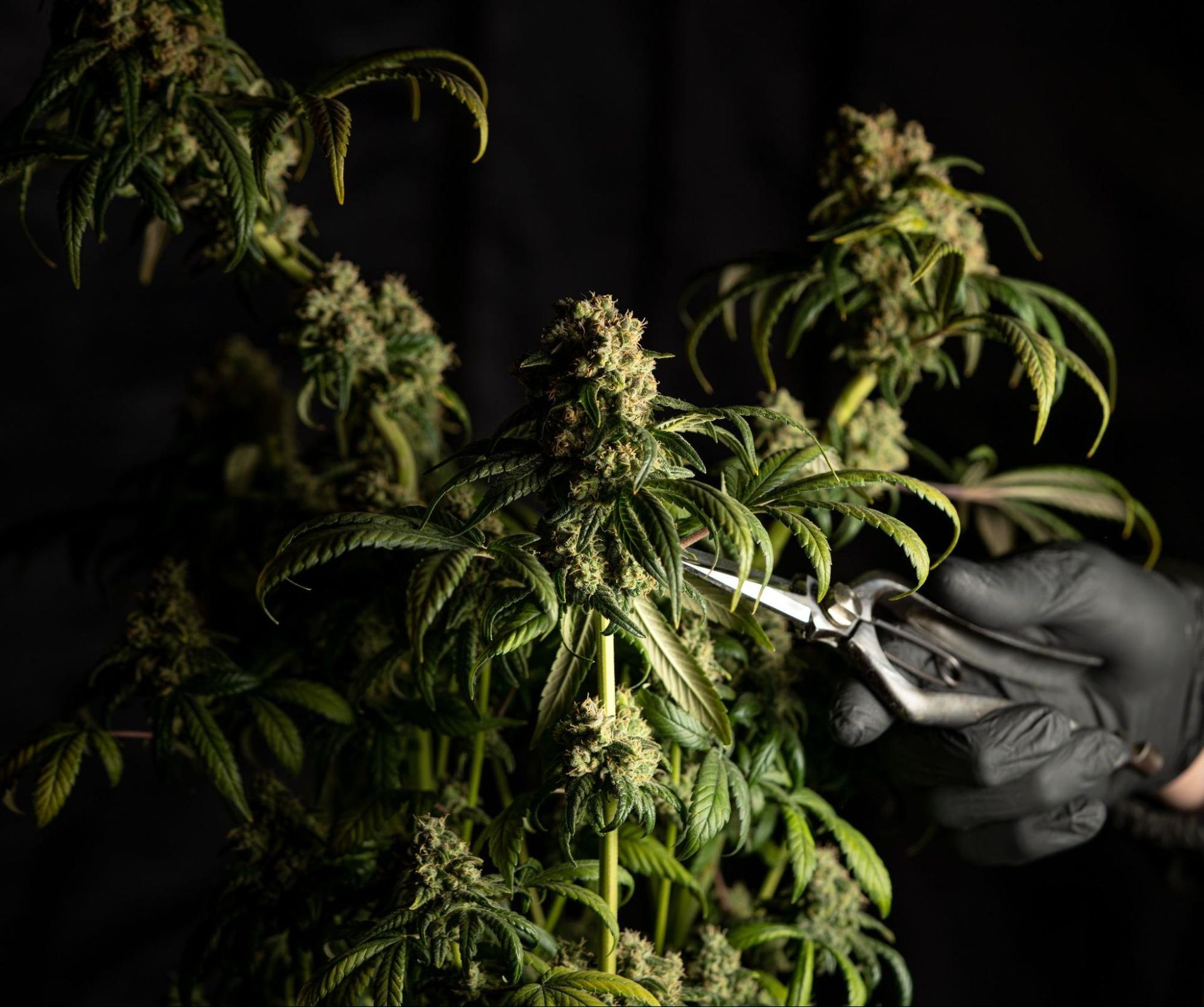cbd plants