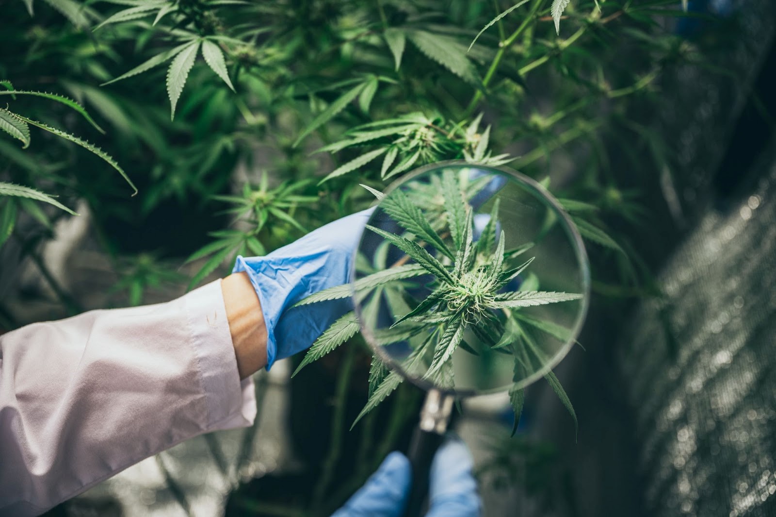 a-scientist-examining-a-cannabis-strain-under-a-microscope