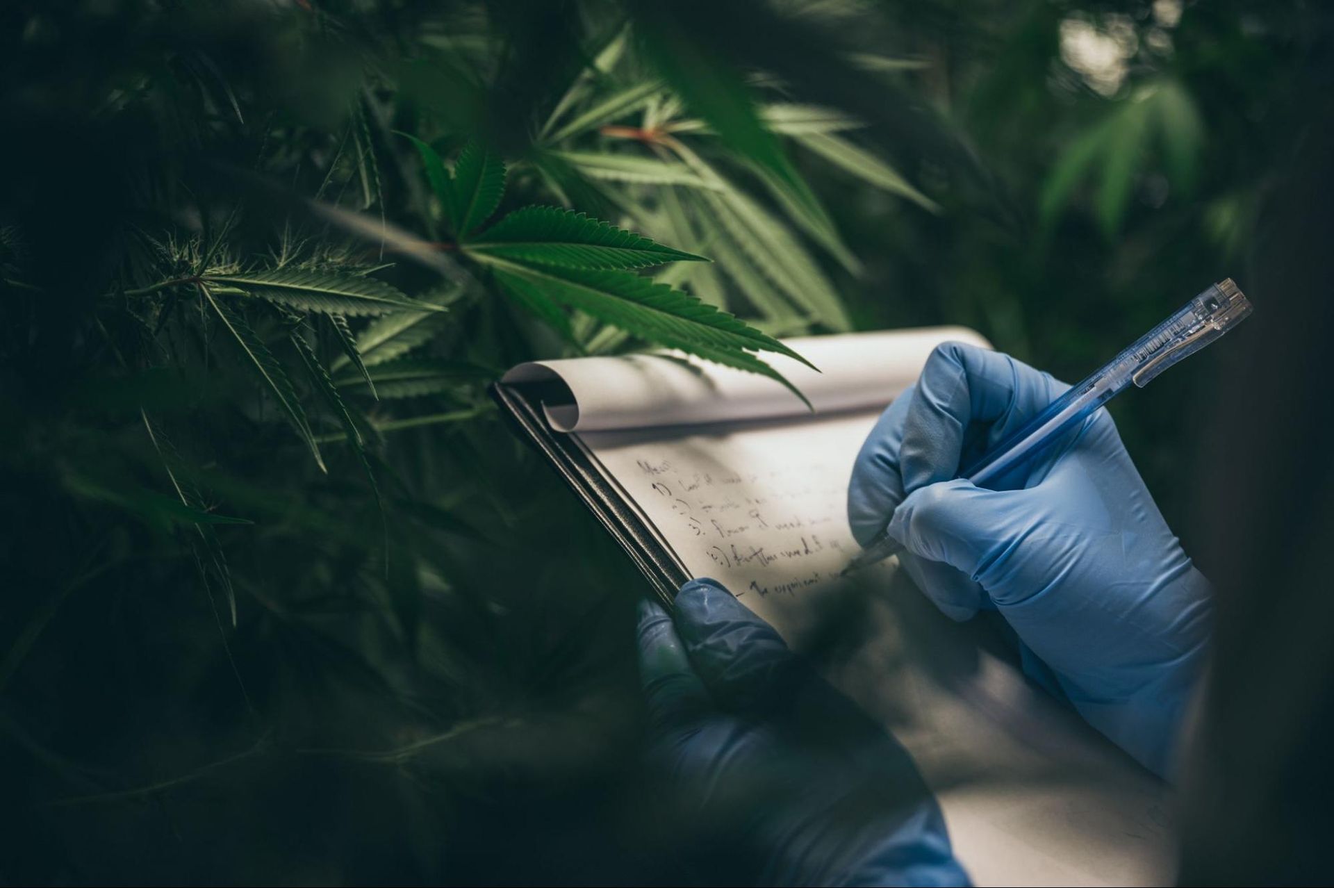 picture of a scientist studying the benefits of hemp for migraines